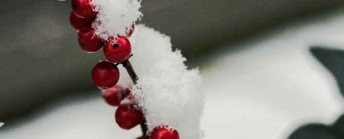 Wintergewächs mit Schnee.