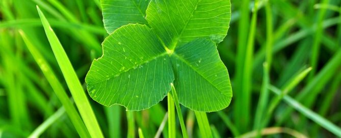 Vierblättriges Kleeblatt im grünen Gras.